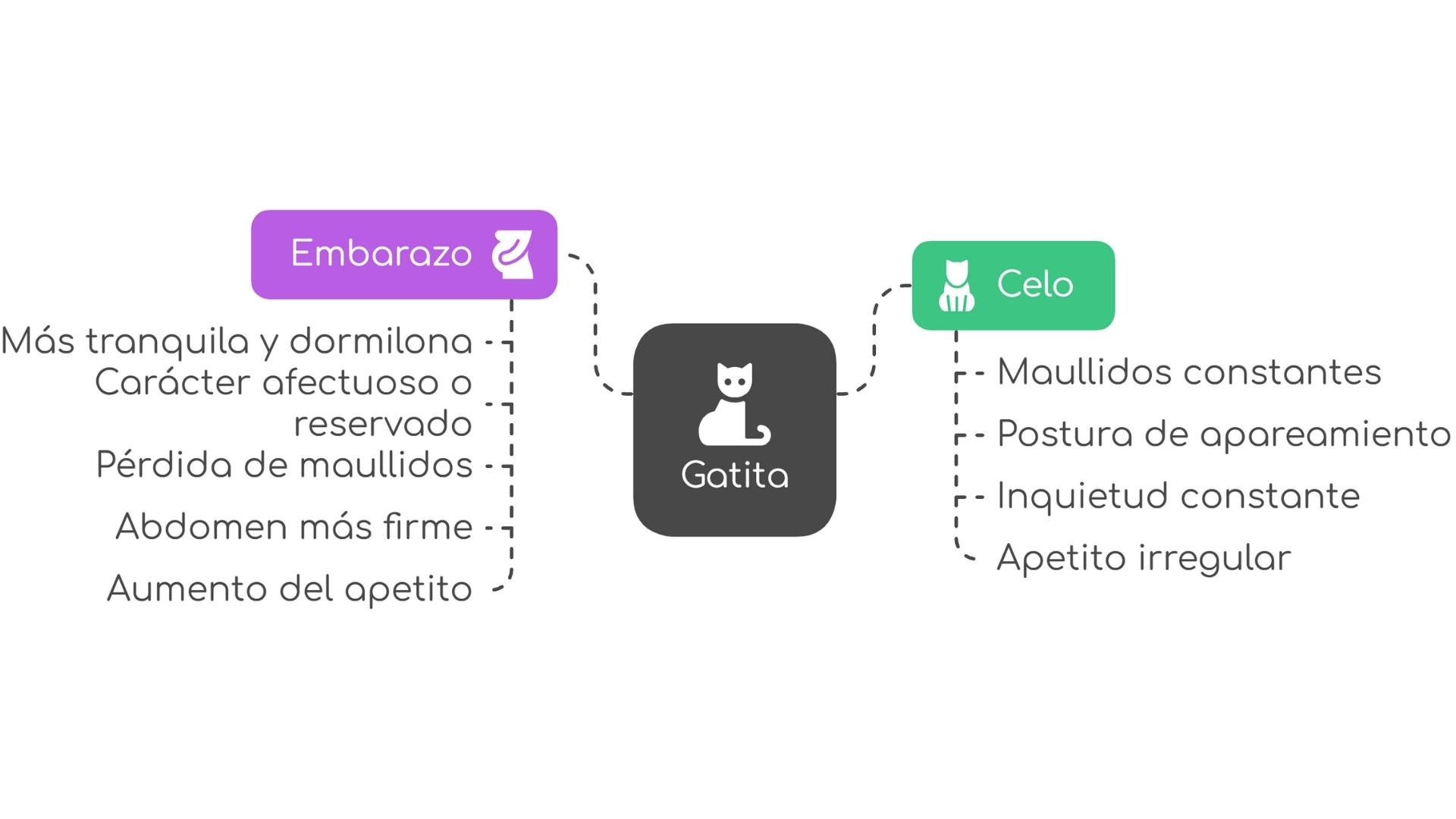 esquema diferencias gata embarazada y en celo